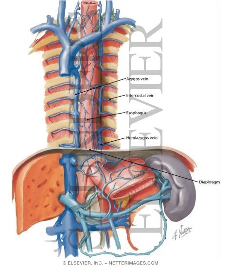 Azygos and Hemiazygos Veins