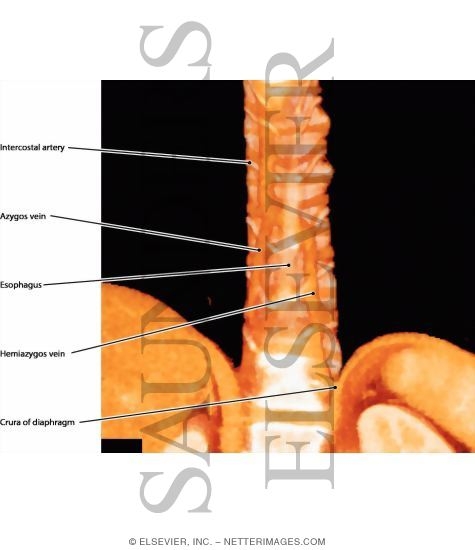 Azygos and Hemiazygos Veins