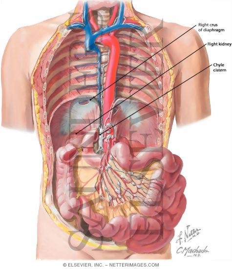 Lymph Drainage of Small Intestine
Lymph Vessels and Nodes of Small Intestine
