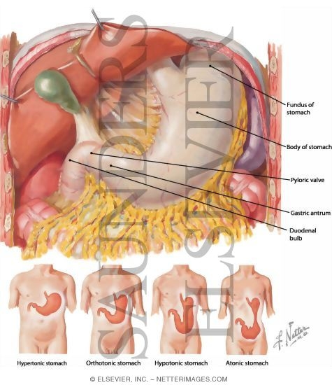 Anatomy, Normal Variations and Relations of Stomach
Stomach In Situ