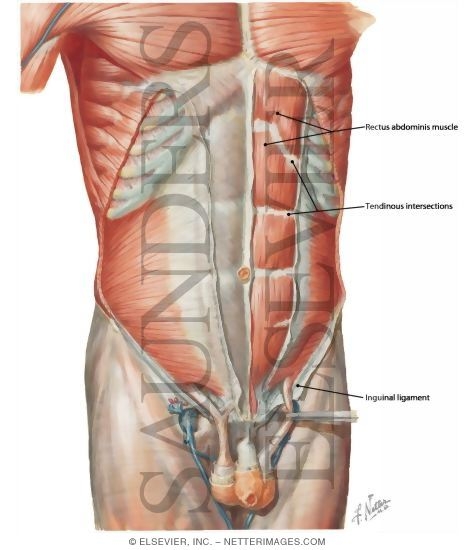 Watermarked preview of labeled image: Anterior Abdominal Wall: Intermediate Dissection
Anterolateral Abdominal Wall