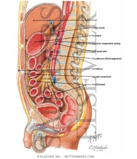 Abdominal Wall and Viscera: Median (Sagittal) Section
Peritoneum