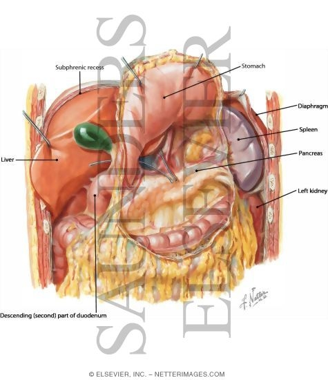 Omental Bursa: Stomach Reflected
Peritoneum