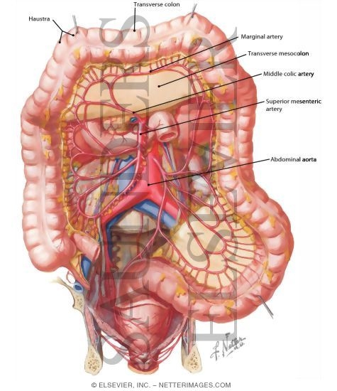 Netter S Concise Radiologic Anatomy