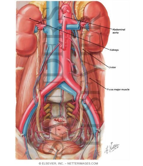 Watermarked preview of labeled image: Arteries of Ureters and Urinary Bladder
Blood Supply of Ureters and Bladder