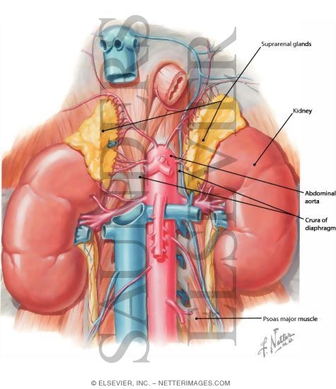 Watermarked preview of labeled image: Renal Artery and Vein In Situ Renal Vasculature