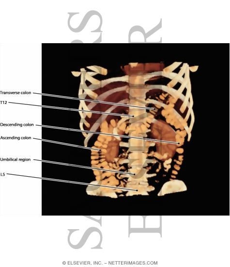 Abdominal Regions