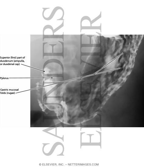 Stomach, Mucosa
