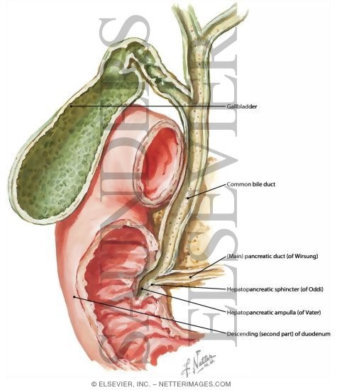 Bile and Pancreatic Ducts