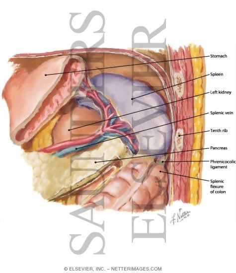 Spleen, In Situ