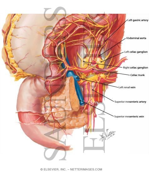Celiac Plexus