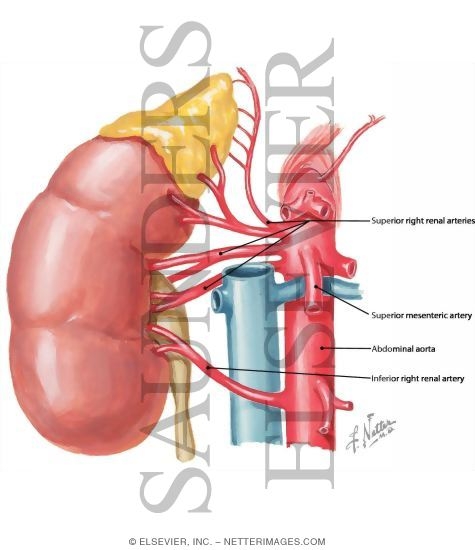Netter S Concise Radiologic Anatomy