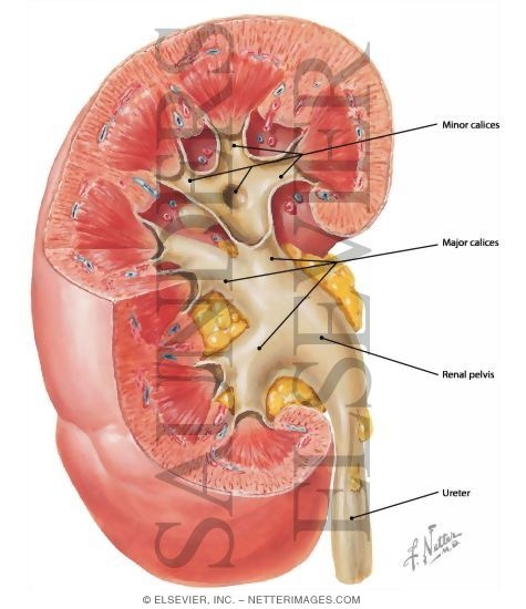 Renal Pelvis