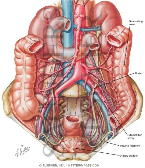 Ureter, Pelvic Aspect