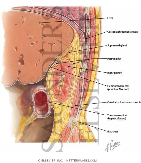 Kidney, Oblique Sagittal Section