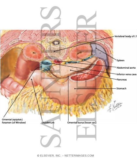 Omental Bursa: Cross Section