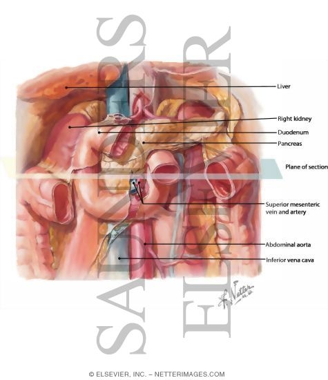 Duodenum In Situ