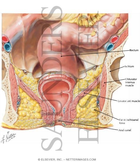 Ischioanal Fossae Pelvic Fascia and Perineopelvic Spaces Transverse Section  Showing Planes of Pelvic Fascia