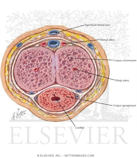 Section Through the Shaft of the Penis
