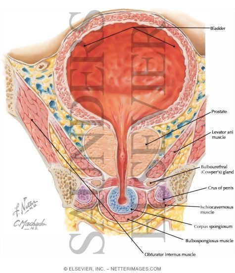 Bulb of Penis, Coronal Section