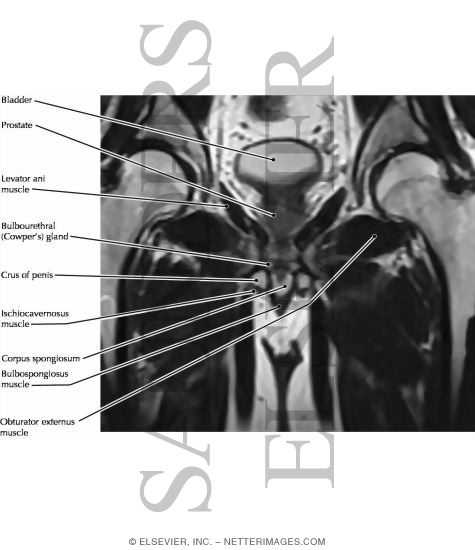 Bulb of Penis, Coronal Section