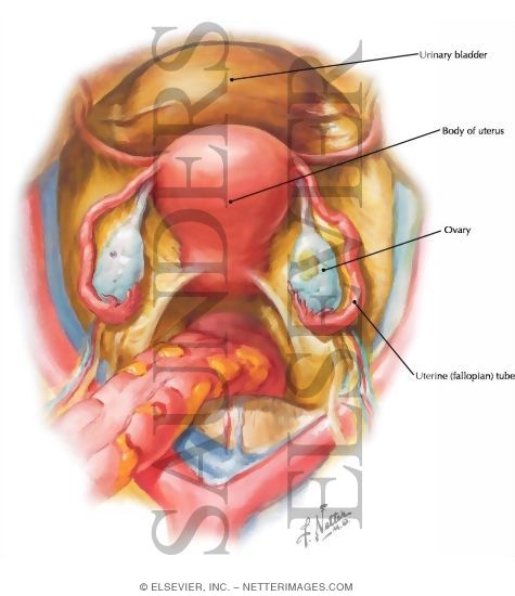 Uterus and Uterine Tube