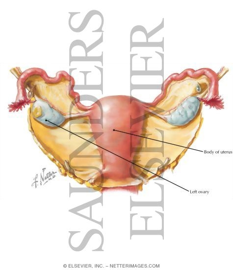 Uterus and Adnexa