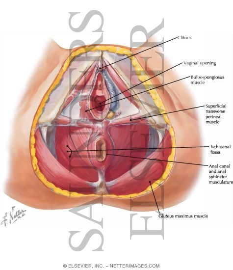 Female Perineum