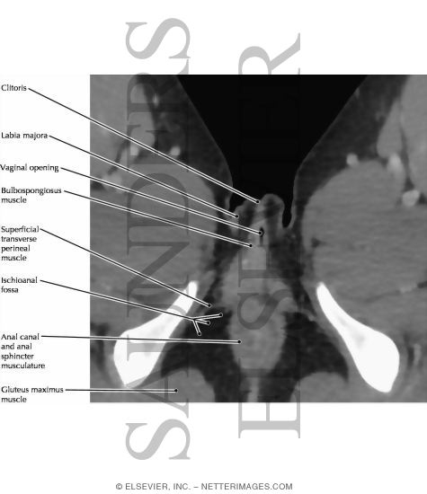 Female Perineum