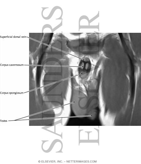Penis, Cross Section