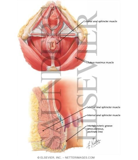 Watermarked preview of labeled image: Anal Musculature