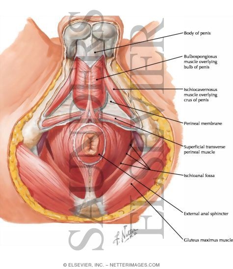 Male Perineum The perineum is the most inferior part of the pelvic outlet. male perineum
