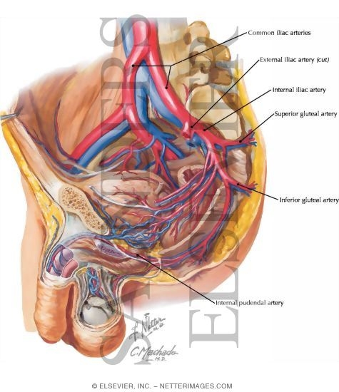 Common, Internal, and External Iliac Arteries