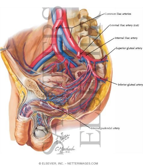 iliac artery and vein