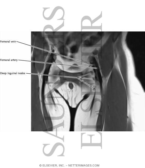Inguinal Lymph Nodes
