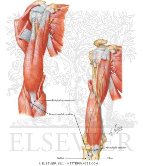 Netter S Concise Radiologic Anatomy