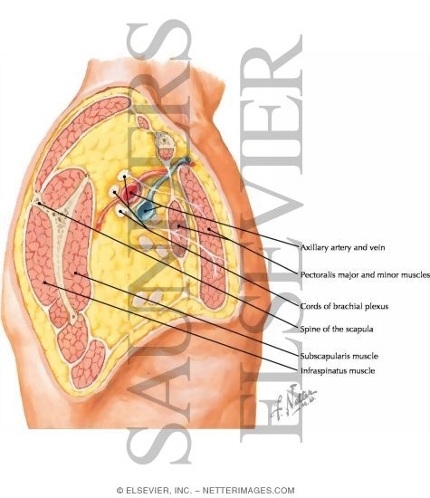 Pectoral, Clavipectoral and Axillary Fasciae