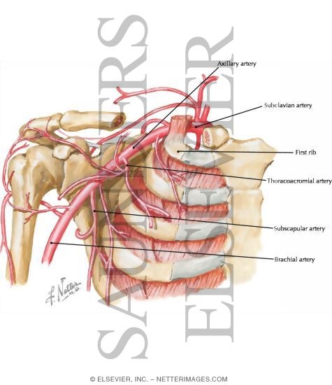 Axillary Artery and Anastomoses Around Scapula