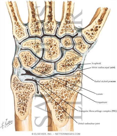 Wrist Joint