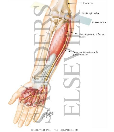 Ulnar Nerve (To Wrist)
