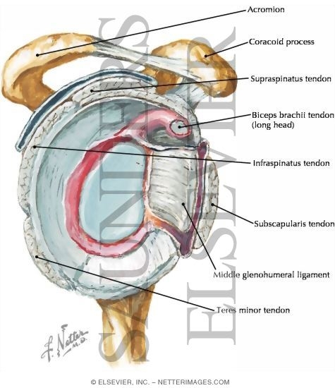 Shoulder Joint, Glenoid Fossa