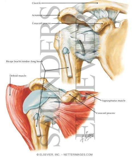 Shoulder Joint Biceps Tendon