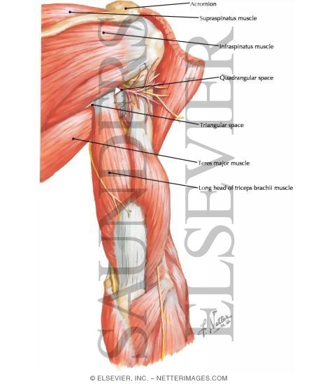Watermarked preview of labeled image: Quadrangular and Triangular Spaces