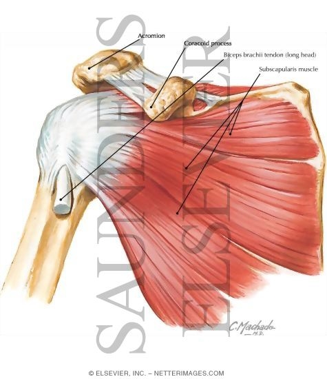 Watermarked preview of labeled image: Subscapularis Muscle