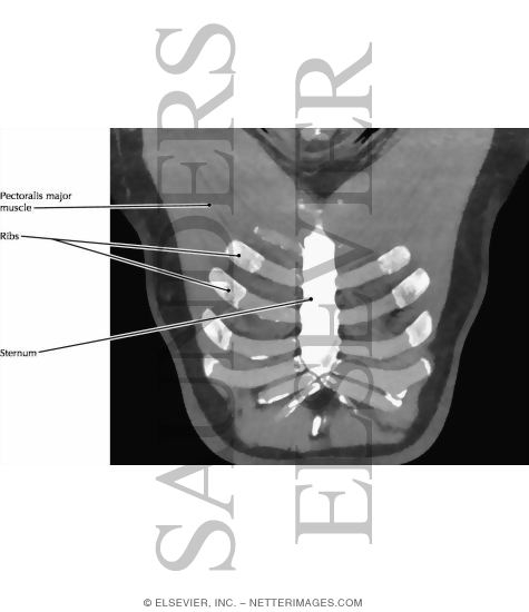 Pectoralis Major