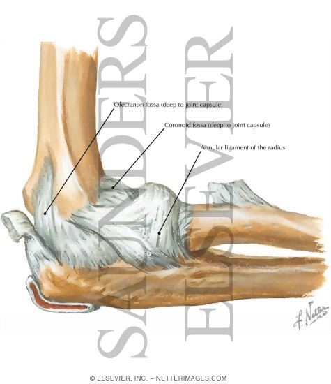 Elbow, Lateral View
