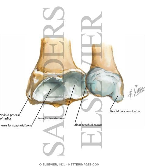 Radius and Ulna