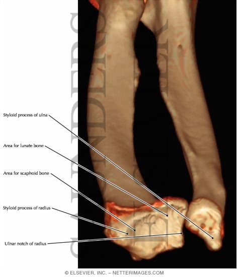 Radius and Ulna