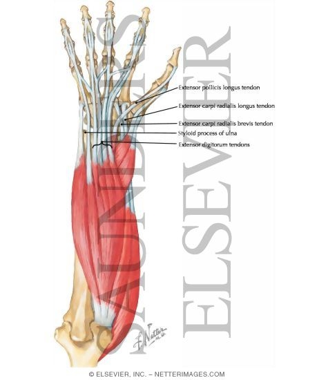 Extensor Muscles of the Wrist