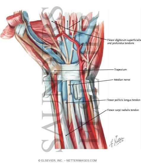 Flexor Muscles of the Wrist